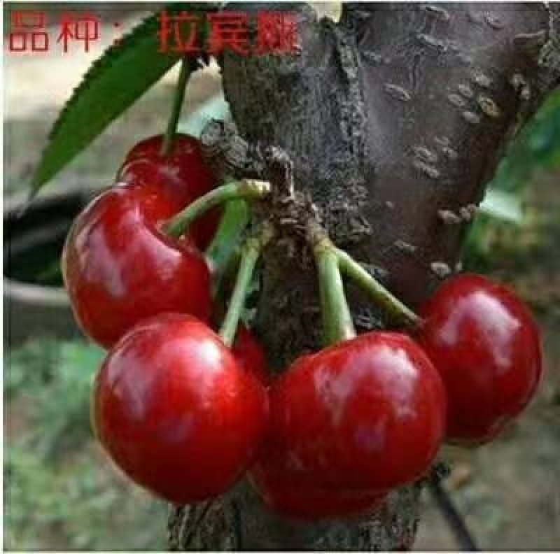 乌克兰樱桃苗樱桃嫁接苗大樱桃苗甜樱桃苗基地直发保湿发货！