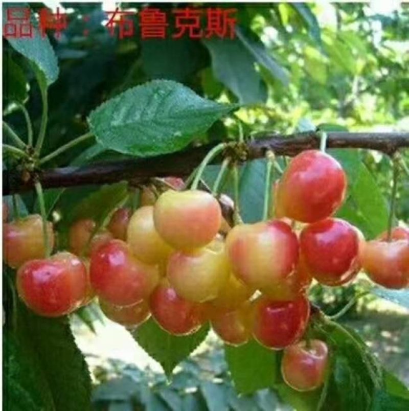乌克兰樱桃苗樱桃嫁接苗大樱桃苗甜樱桃苗基地直发保湿发货！
