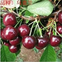 乌克兰樱桃苗樱桃嫁接苗大樱桃苗甜樱桃苗基地直发保湿发货！