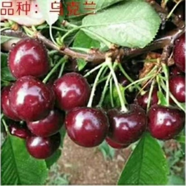 乌克兰樱桃苗樱桃嫁接苗大樱桃苗甜樱桃苗基地直发保湿发货！
