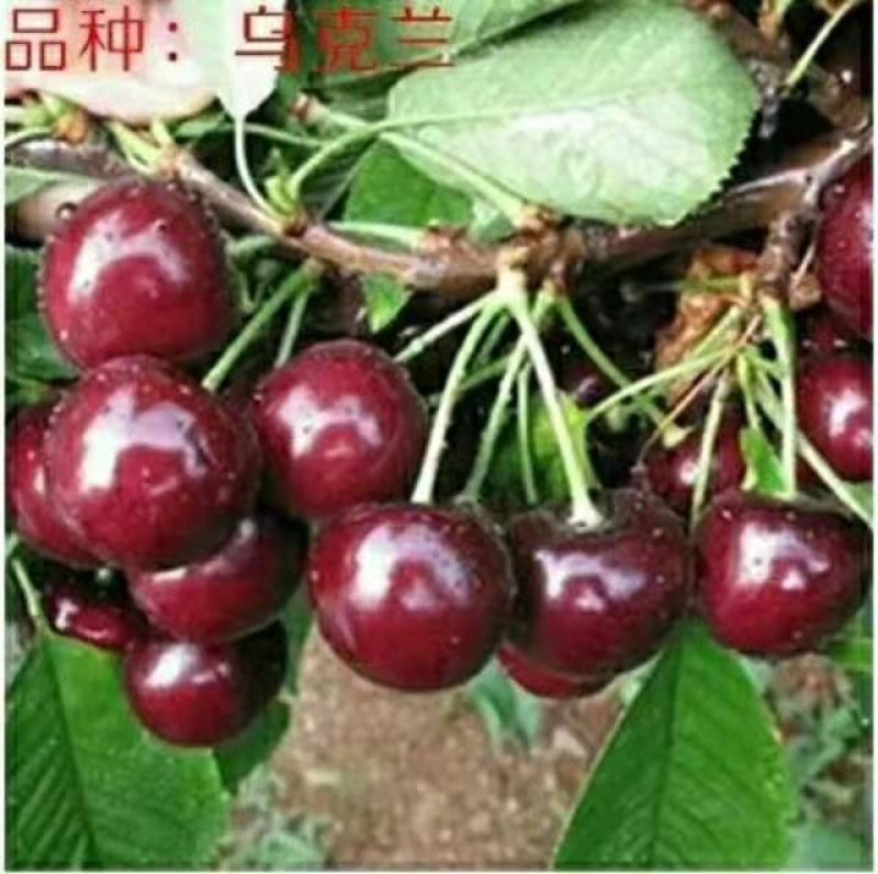 乌克兰樱桃苗樱桃嫁接苗大樱桃苗甜樱桃苗基地直发保湿发货！