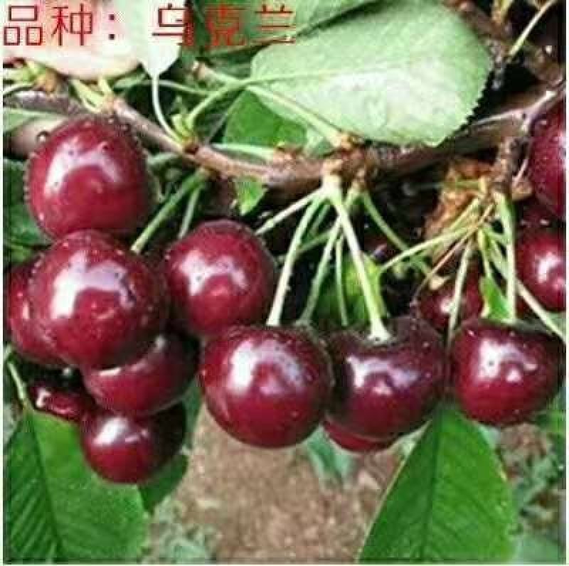 乌克兰樱桃苗樱桃嫁接苗大樱桃苗甜樱桃苗基地直发保湿发货！