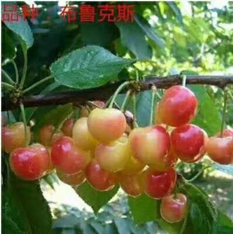 乌克兰樱桃苗樱桃嫁接苗大樱桃苗甜樱桃苗基地直发保湿发货！