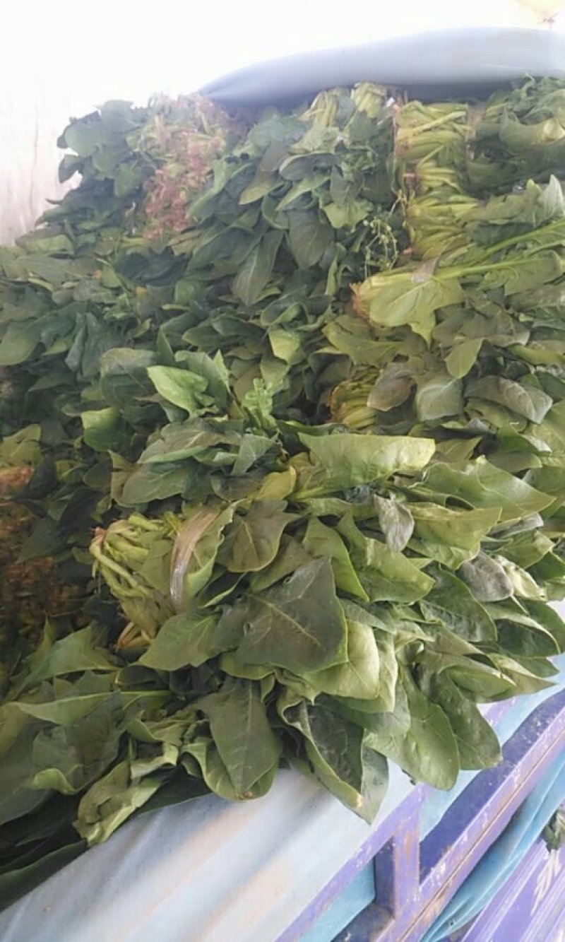 河南焦作一手货源菠菜新鲜翠绿，对接全国欢迎采购热卖中