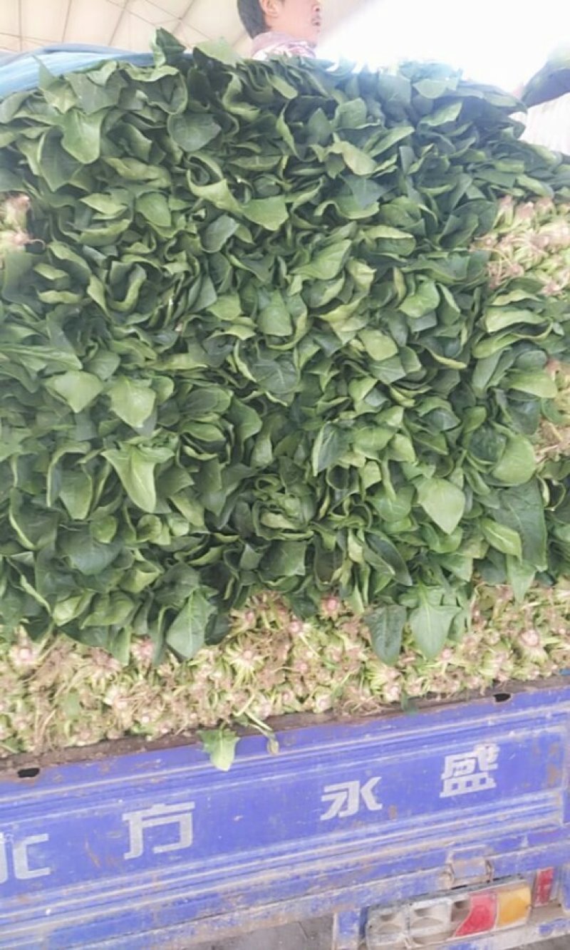 河南焦作一手货源菠菜新鲜翠绿，对接全国欢迎采购热卖中