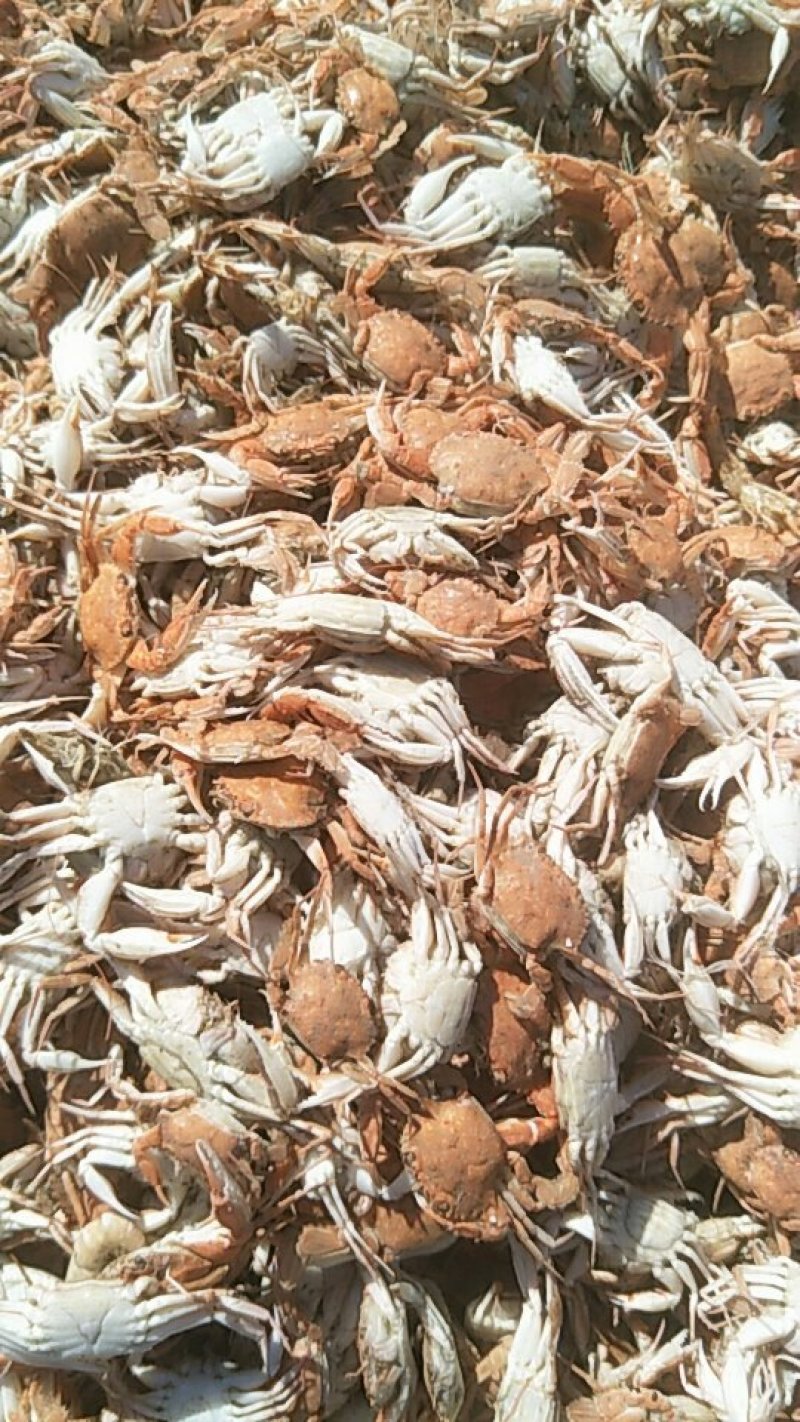 小螃蟹长期有货生的熟的都有。一吨起售
