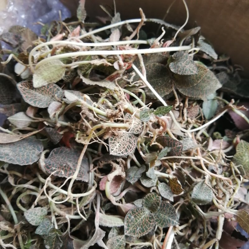 金线莲