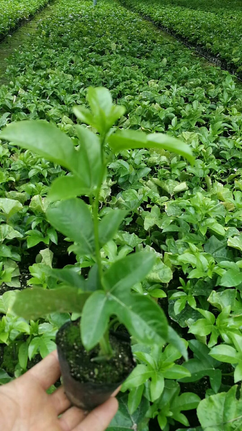 百香果苗