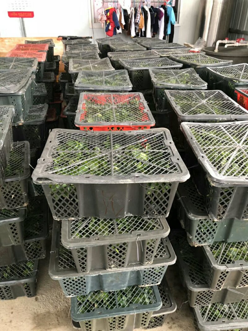 百香果苗