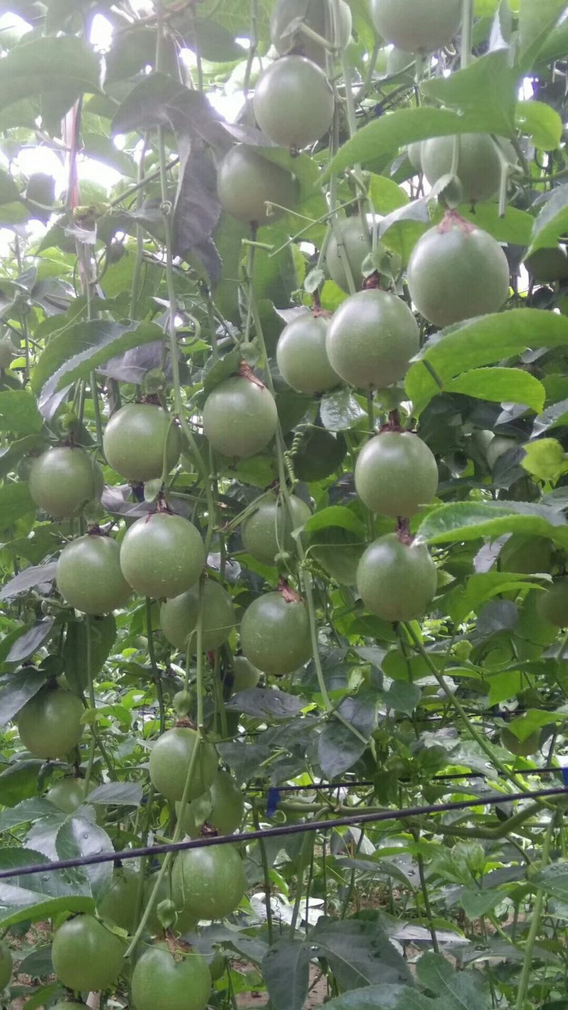 百香果苗