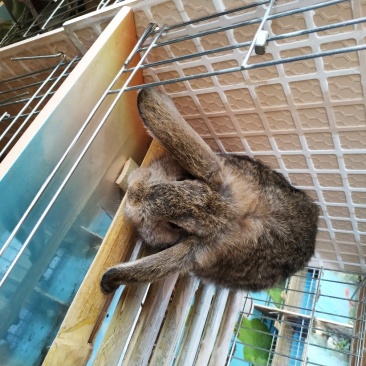 公羊兔