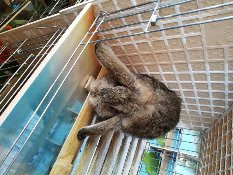 垂耳兔，公羊兔，种兔