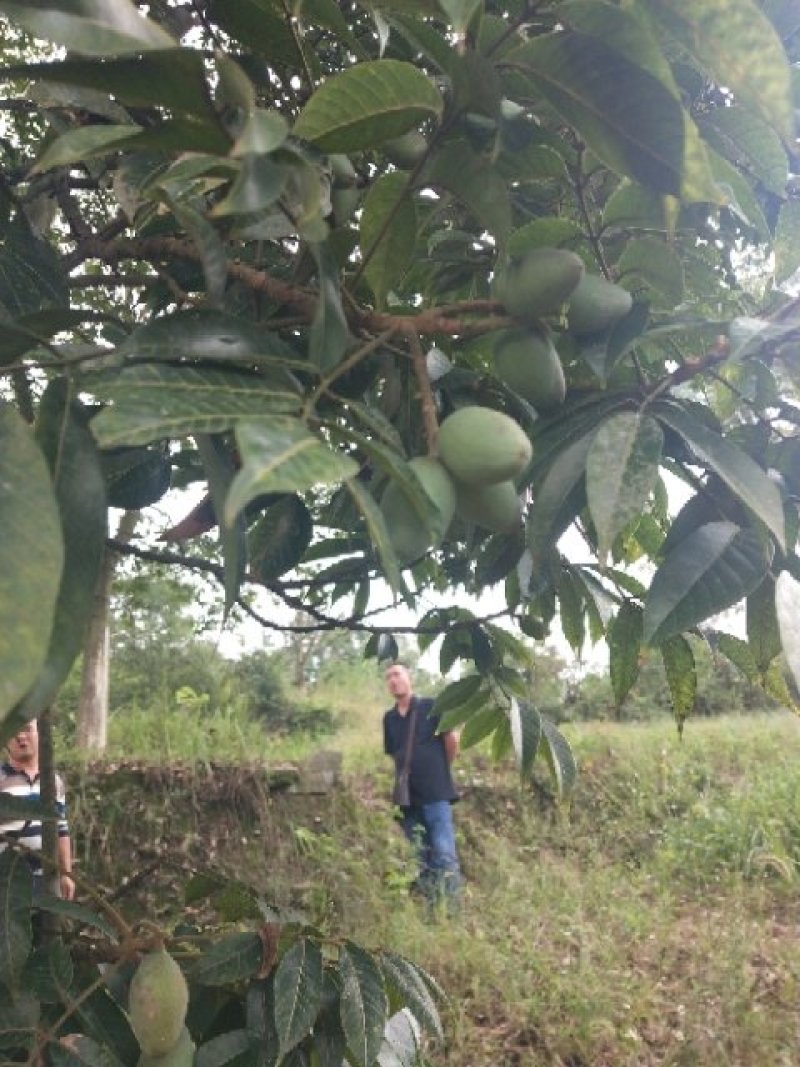 青果