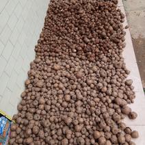 魔芋二代种子，规格:100克到200克
