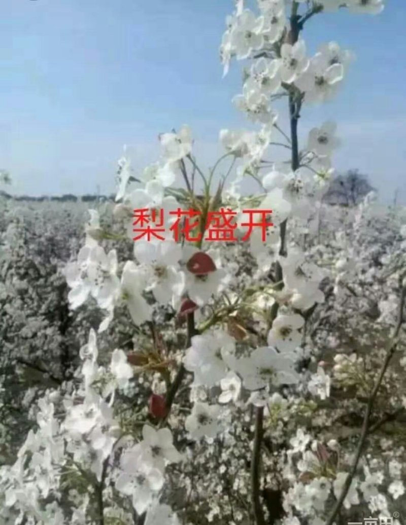 梨花粉