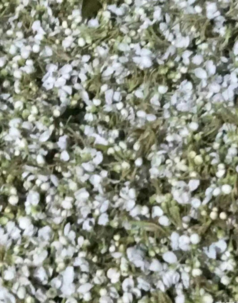 梨花粉