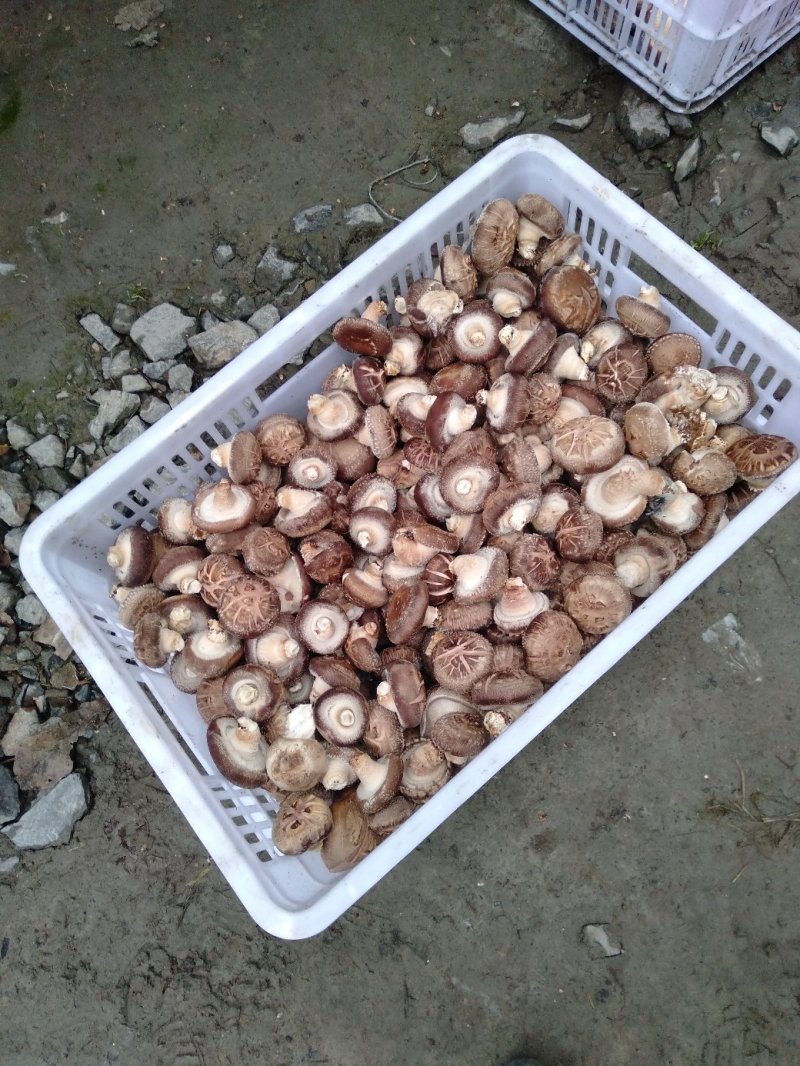 鲜香菇