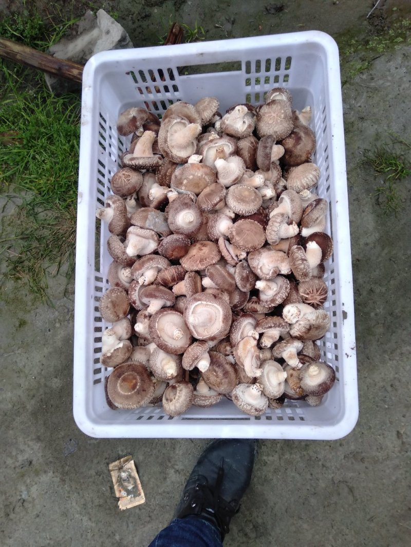 鲜香菇