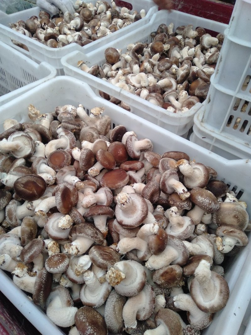 鲜香菇