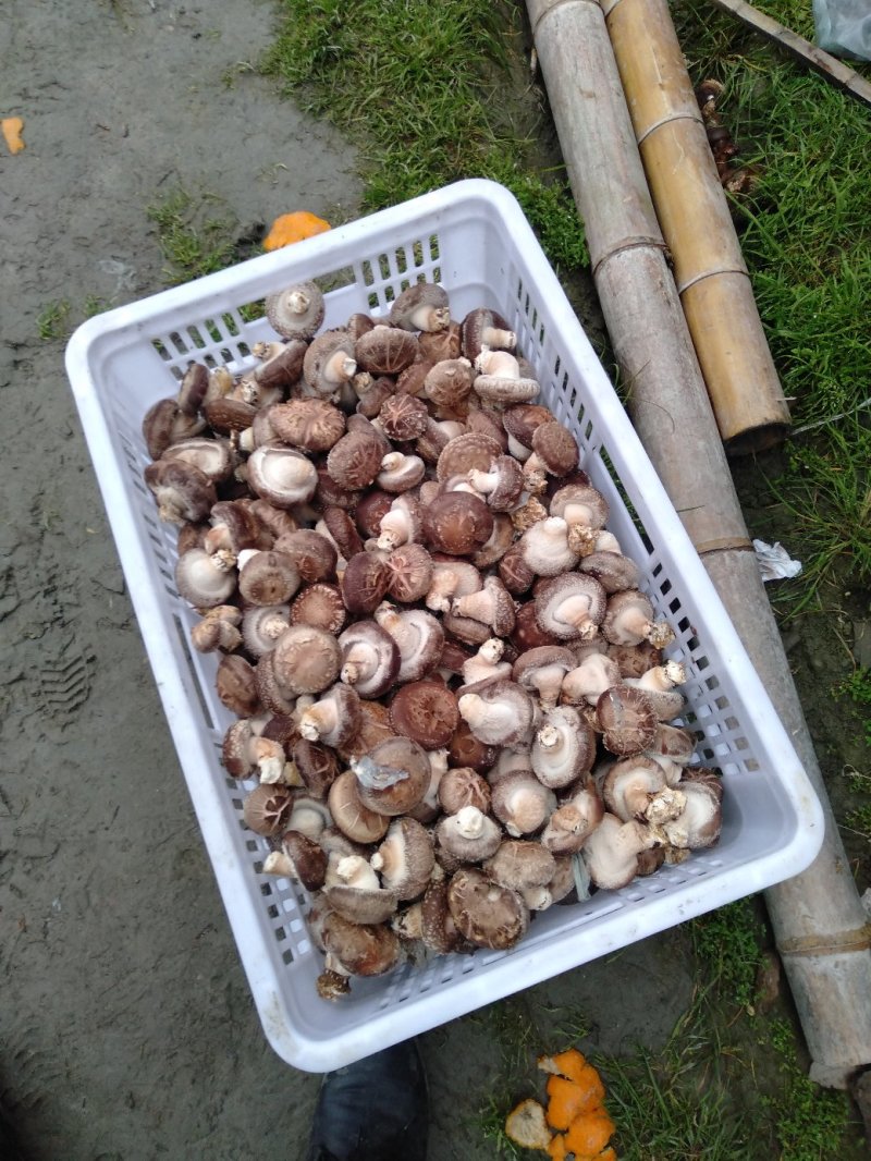 鲜香菇