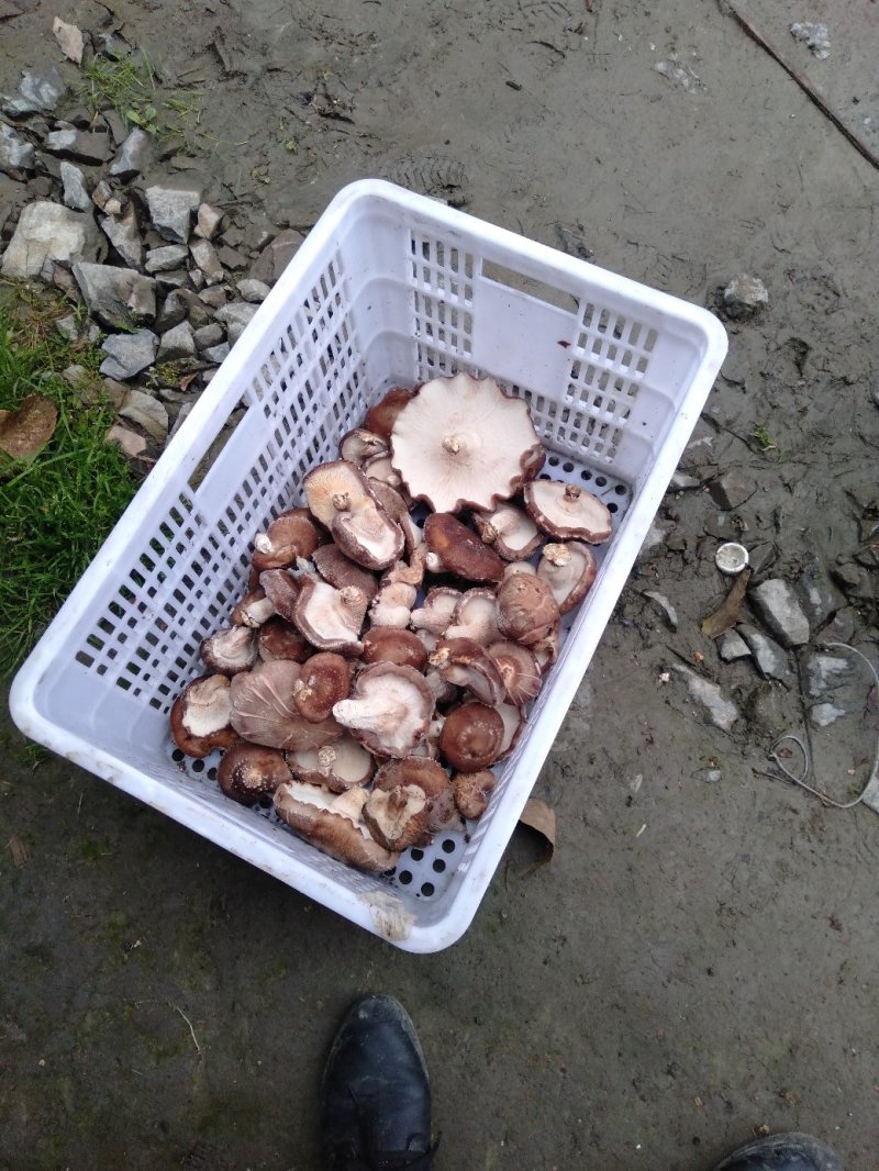 鲜香菇