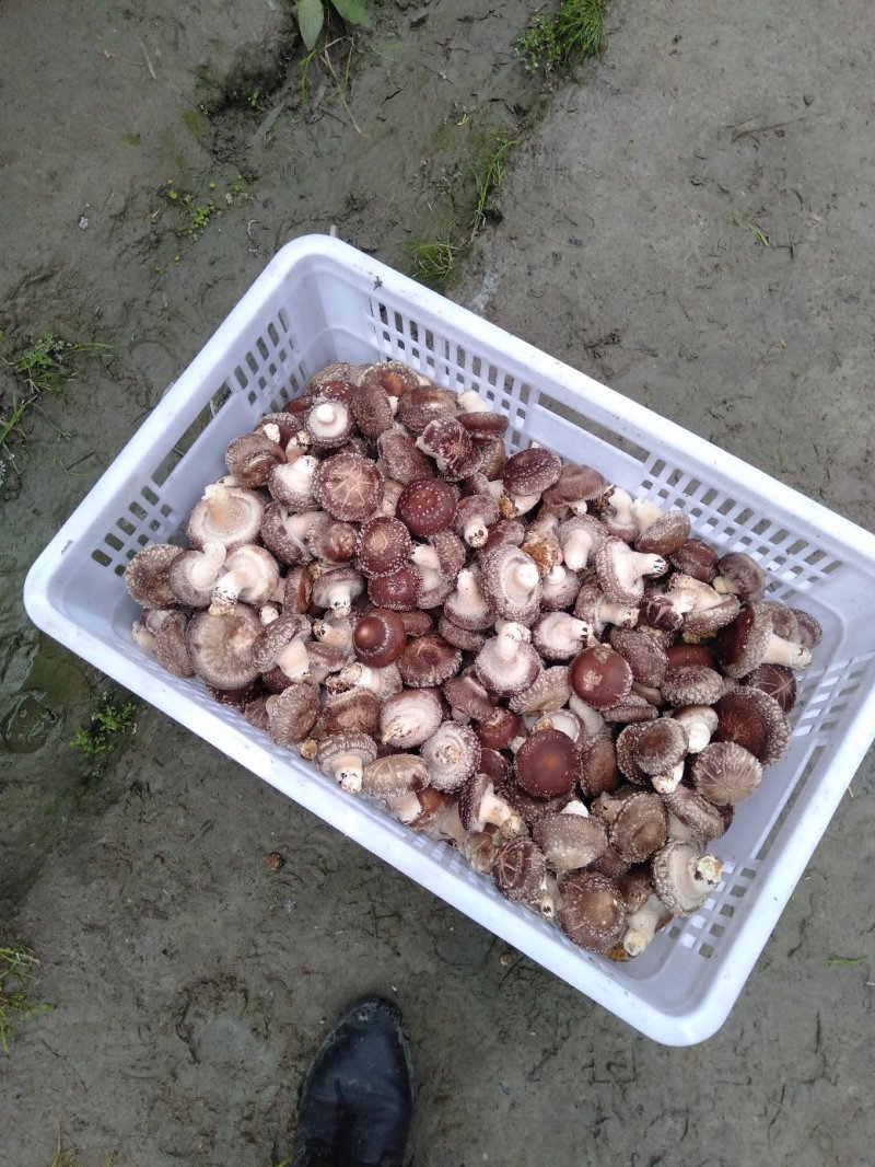鲜香菇