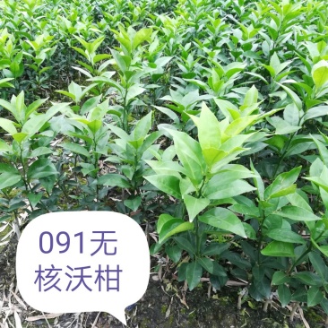 091无核沃柑可视频看货支持线上交易产地直销
