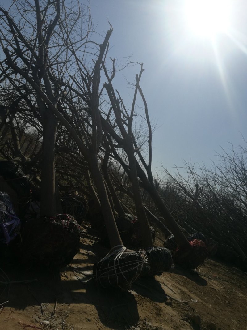 苗圃大量供应15公分优质合欢树，实地照片欢迎选购