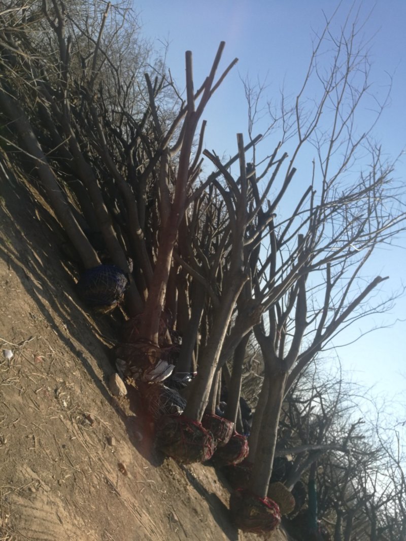 苗圃大量供应15公分优质合欢树，实地照片欢迎选购