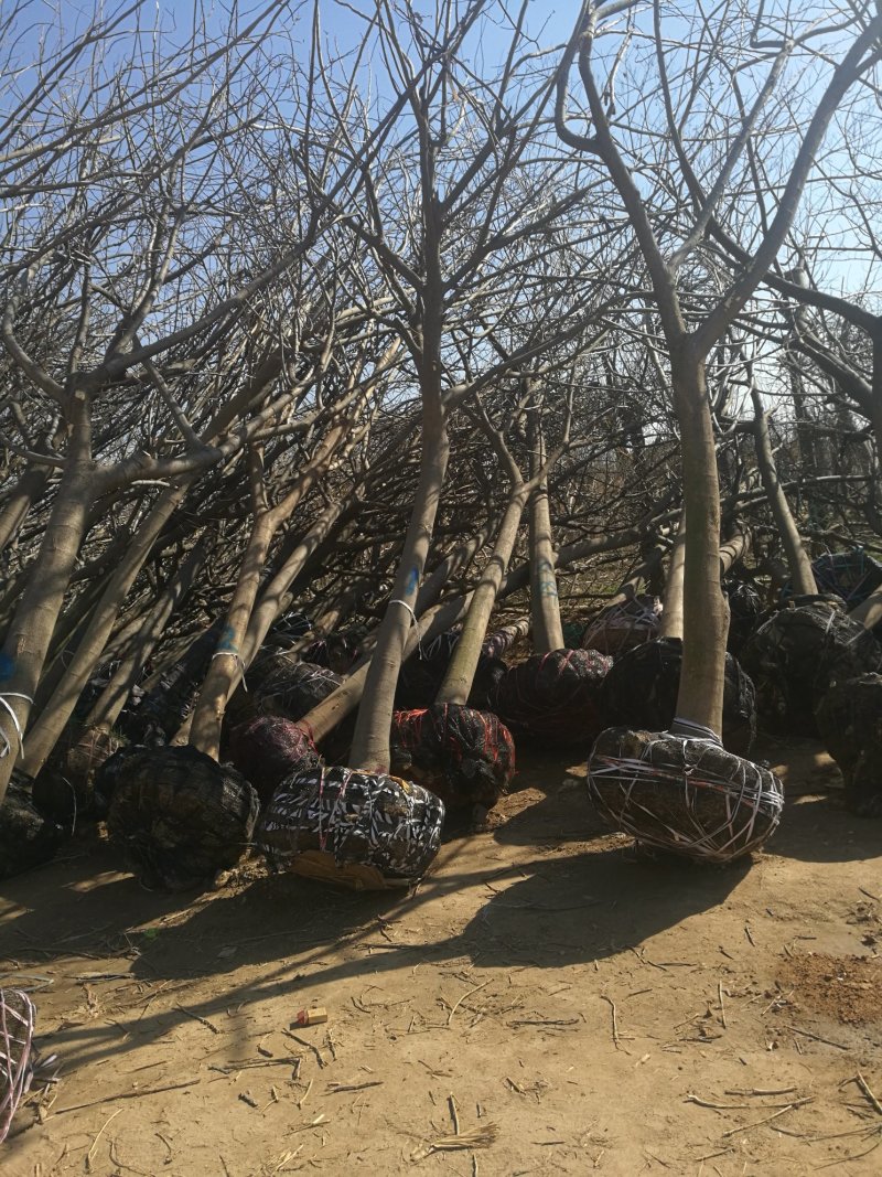 苗圃大量供应15公分优质合欢树，实地照片欢迎选购