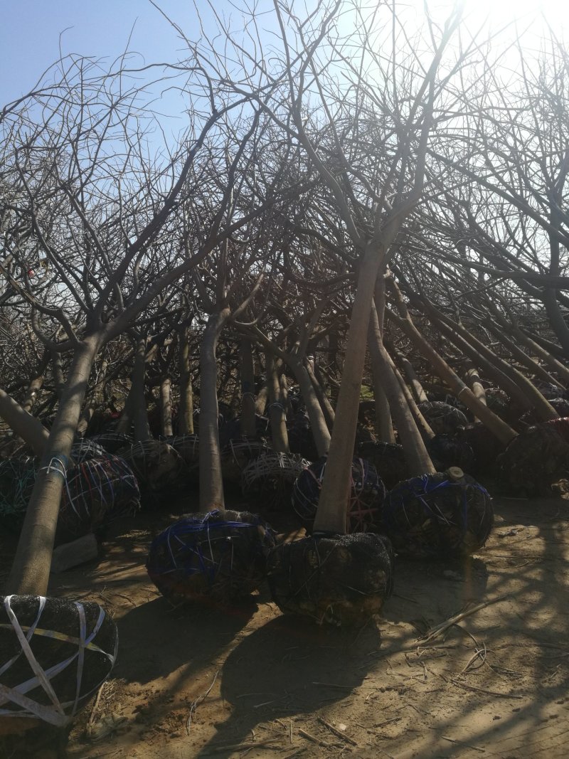苗圃大量供应15公分优质合欢树，实地照片欢迎选购