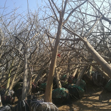 苗圃大量供应15公分优质合欢树，实地照片欢迎选购