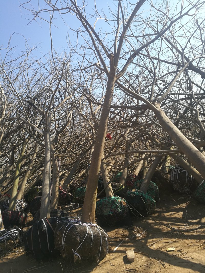 苗圃大量供应15公分优质合欢树，实地照片欢迎选购