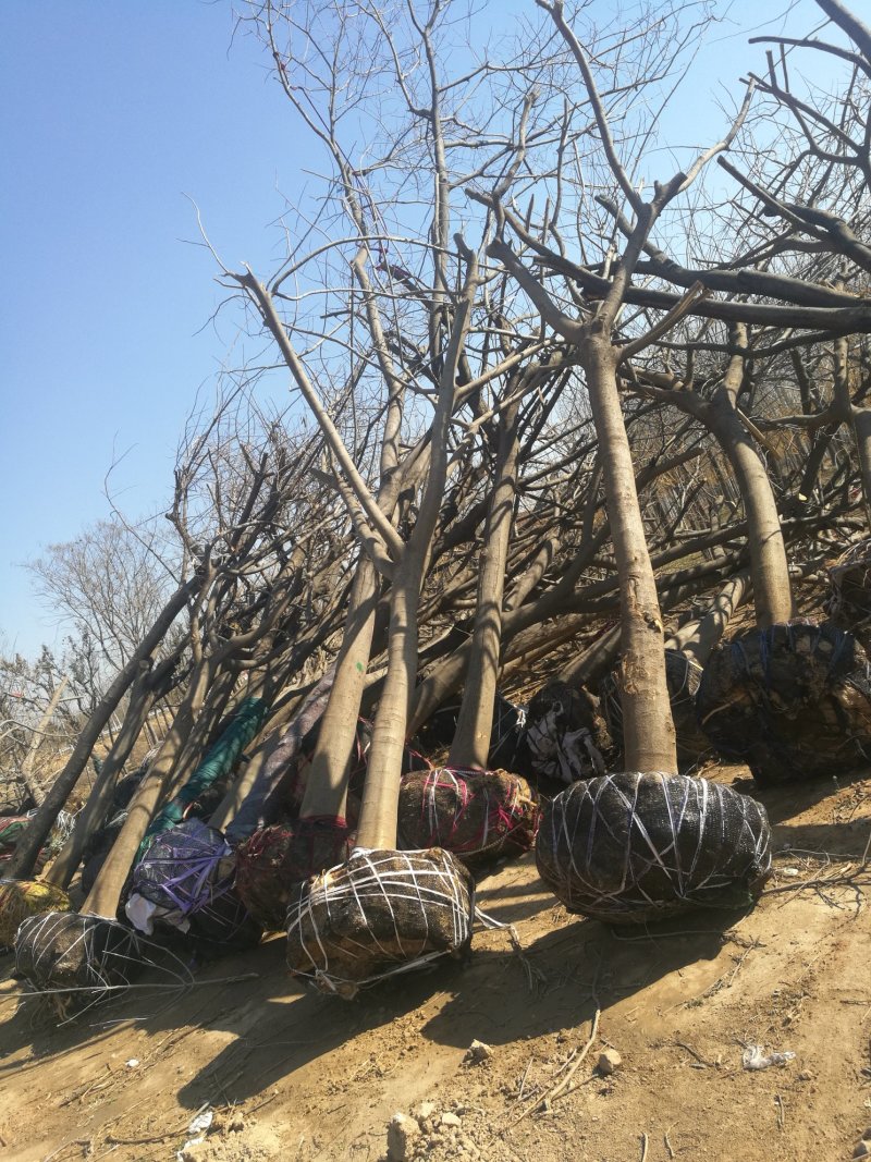 苗圃大量供应15公分优质合欢树，实地照片欢迎选购