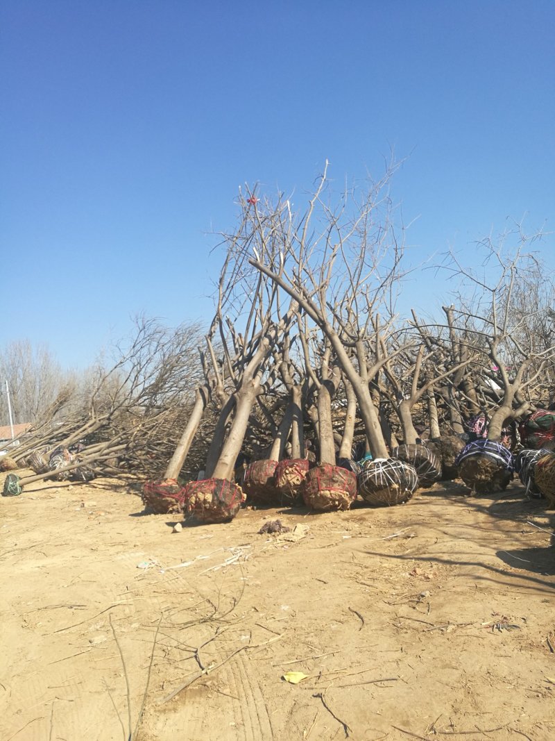 苗圃大量供应15公分优质合欢树，实地照片欢迎选购