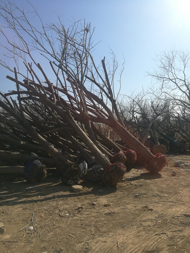 苗圃大量供应15公分优质合欢树，实地照片欢迎选购