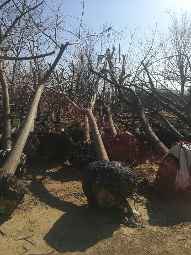 苗圃大量供应15公分优质合欢树，实地照片欢迎选购