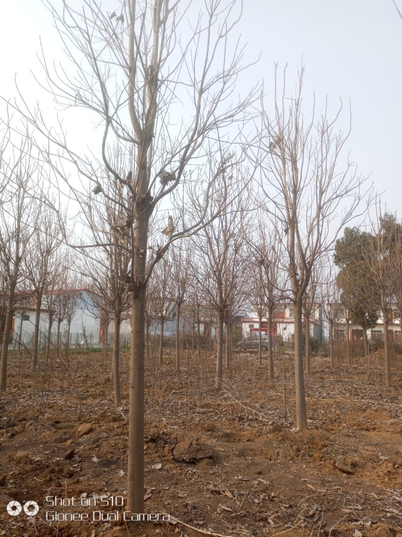 楸树，2公分到15公分楸树，各种规格楸树有量