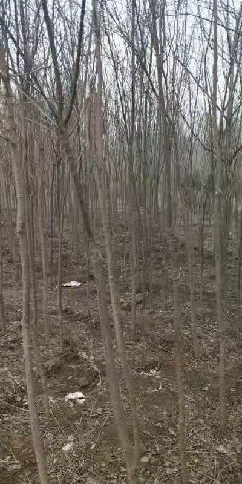 杜仲树苗米径2到4公分，大量有货，欢迎来电