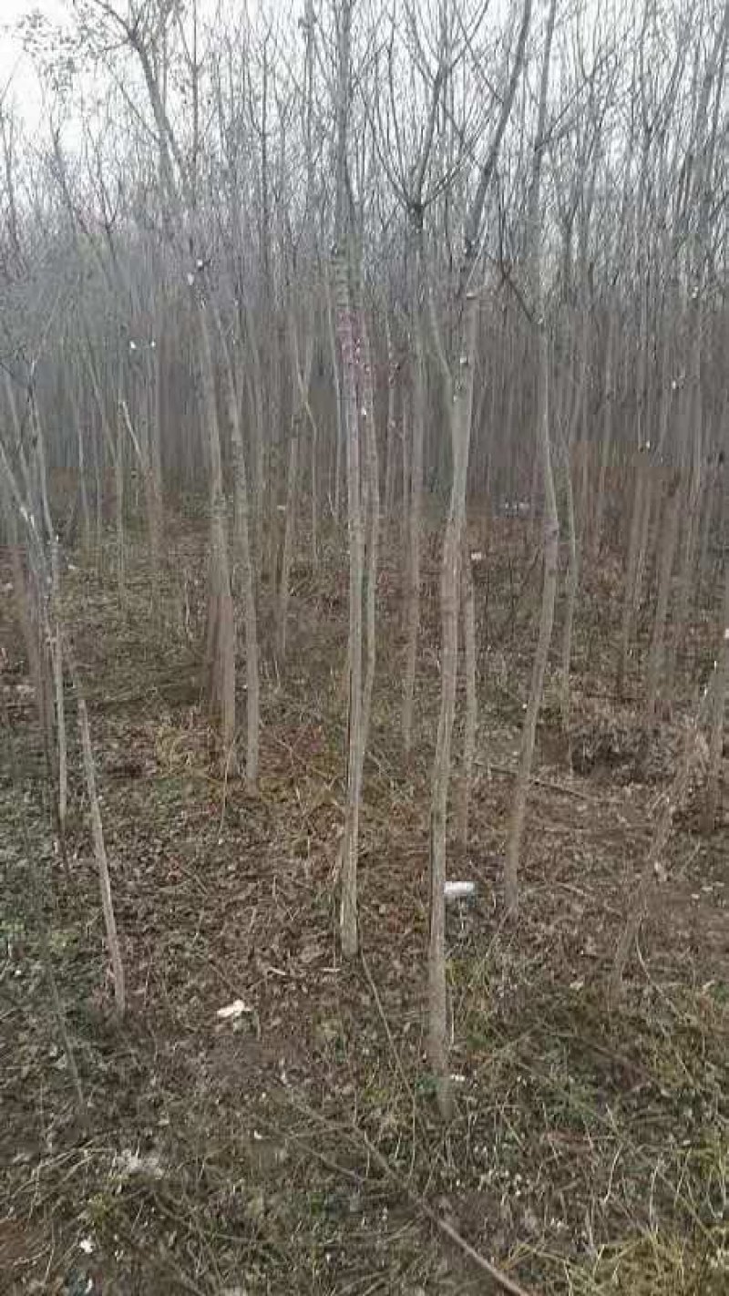 杜仲树苗米径2到4公分，大量有货，欢迎来电