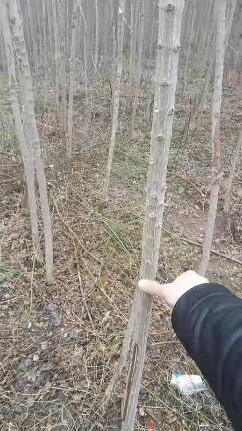 杜仲树苗米径2到4公分，大量有货，欢迎来电