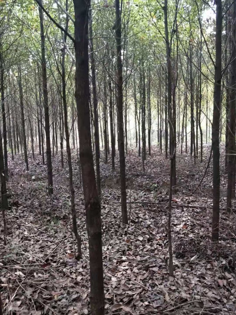 杜仲树苗米径2到4公分，大量有货，欢迎来电
