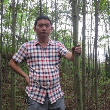 2公分栾树