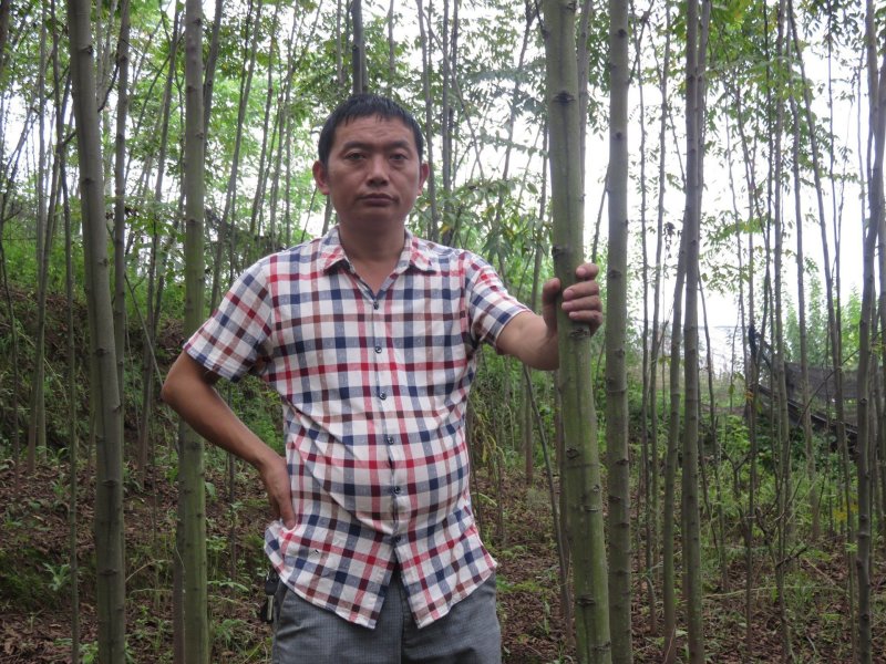 2公分栾树