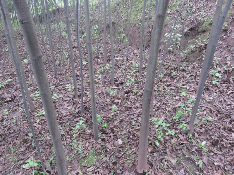 2公分栾树