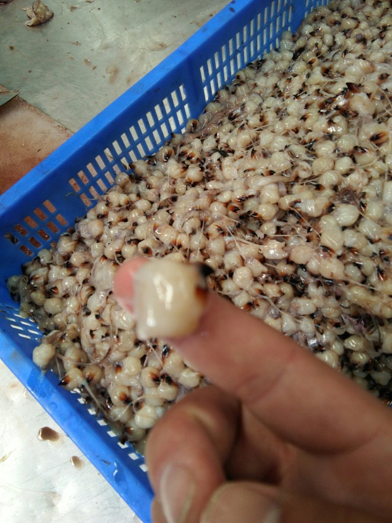 鱿鱼嘴各种规格的都有可以来你呀
