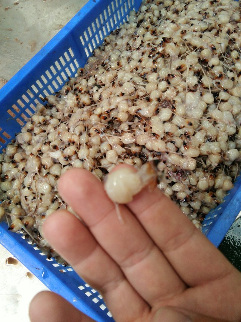 鱿鱼嘴各种规格的都有可以来你呀