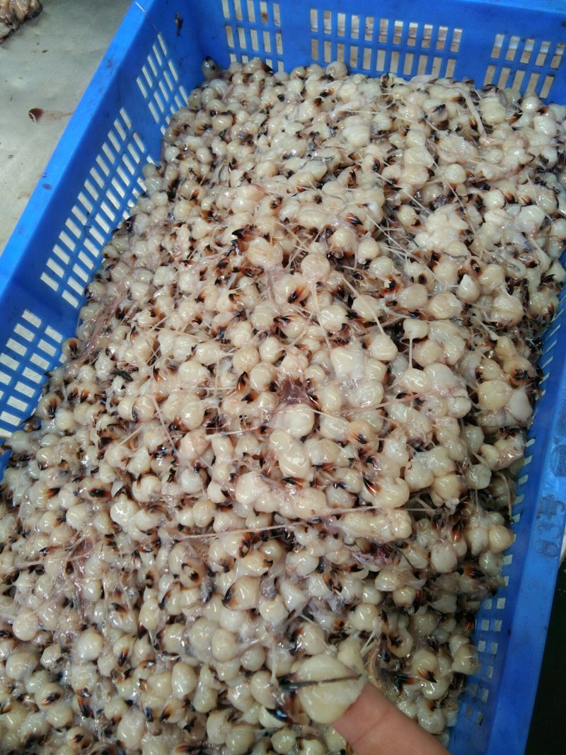 鱿鱼嘴各种规格的都有可以来你呀