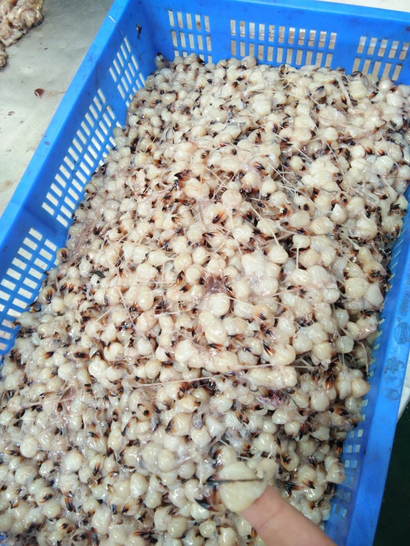 鱿鱼嘴各种规格的都有可以来你呀