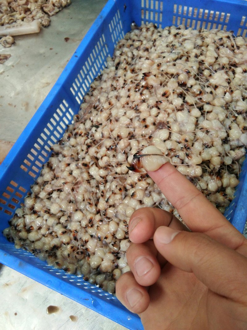 鱿鱼嘴各种规格的都有可以来你呀